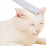 온랑 고양이 힐링 그루밍 브러쉬 고양이빗 개털빗 : 온가지랑2