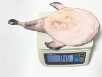 아귀 냉동아귀 900g 마산 아귀 아구찜 아귀탕 매운탕 : 고래 수산