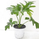 플랜테리어 실내 공기 정화 식물 천연 새집 증후군 식물 집들이선물 : 에프엔스토어