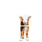 송아지 걸음마 보조기구 축산 목장 부축 보행 재활기기 송아지 보행기 A : 진아상사404