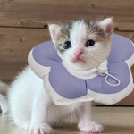 수술 강아지 넥 카라 회복 고양이 넥 카라 쿠션 반려동물 : 에이식스스타