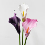 모노플라워 3색 카라꽃 가지 60cm 택1 고급 조화 촬영 장식 인테리어 소품 : 모노플라워샵
