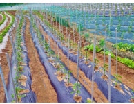 고추대 노루망 지지대 1200mm 1500mm 주말농장 고춧대 오이 : 오가네go