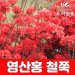 철쭉/영산홍/빨강/나무/묘목/도시농부23 : 사계절농산
