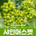 청포도(샤인머스켓) 삽목1년 포트 나무 묘목 원예 : 사계절농산