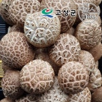 [갤러리아] [공룡나라]고성 웅이표고농장 생표고버섯(생표고／하품2kg) : 갤러리아백화점