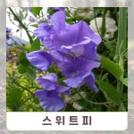 (꽃씨) 스위트피(Sweet Pea) 연보라색 5립 : 올드마마