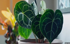 안스리움 클라리네비움 (랜덤상품) Anthurium clarinervium : 티스투