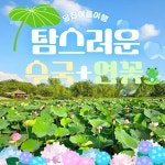 [당진-기차] 7/4 5확정 삼선산수목원 흰수국 합덕제 연꽃축제 면천콩국수거리 당일여행 : 착한여행6952