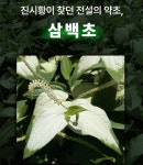삼백초맥문동정 600mg 120정 국산 건강기능식품 면역력 증진 갱년기 여성 : 그랜마케어