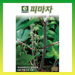 다농 피마자 아주까리 씨앗 산나물 토종 30립 : 씨앗드림365