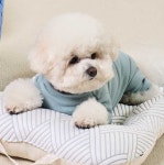 강아지 메트 쿠션 용품 방석 Cushion : 구공주샵