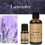 라벤더 에센셜 오일 퓨어스 유기농 10ml essential oil : 켈리주식회사