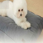호호가게 도그캐츠 네모방석 애묘쿠션 강아지쿠션 반려견방석 : 호호네가게