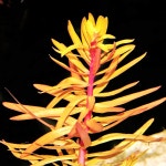 Ammannia pedicellata (네세아 골든)수초 : 벤틀리아쿠아플랜츠수초농장