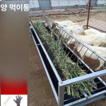 축사 여물통 가축 사료통 돼지 먹이통 송아지 6구 물통 건초 1.5m 양면 컬러 스틸 : 영오국제무역