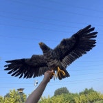 인조 인형 독수리 조각상 허수아비 새모형 조류 비둘기퇴치 맹금류 모형새 앵무새 : 룰루구매대행