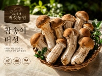 참송이 버섯 강원도 평창 재배 신선 산지직송 프리미엄 버섯 송이향 가득 식감 좋은 : 노가네 버섯농원