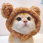 좋좋마트 고양이 패션모자 고양이액세서리 : 좋좋마트