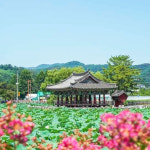 청도 유등연지연꽃+ 소싸움경기장+ 운문사+ 청도시장 시티투어 : 로망스투어
