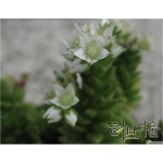 소품 노지월동 애기별세덤 세덤화분 9cm 별솔세덤 : YUYU유통