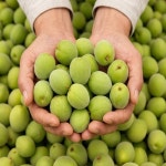 26년 당일수확 국내산 청매실 2kg 3kg 4kg 5kg 10kg 대용량 매실청 매실장아찌 매실무침 : 제철을담다