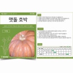 올몰 텃밭 씨앗 맷돌 호박 채소기르기 베란다텃밭 씨앗키우기 : 올몰2