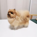 포메라니안 실사 인형 귀여운 강아지 모형 애착 비숑 털 애완견 장식용 : 글로벌파라다이스