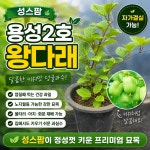 성스팜 용성2호 왕다래 화분 슈퍼다래 키위베리 과실수 : 성스팜농장
