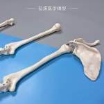 견갑골 모형 팔 뼈대 팔골 교육용 뼈 실습 해골 병원 진열용 A. 척골 요골 : 겟잇포유