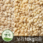 2026년 햇곡 국산 늘보리 10kg 수입 찰보리 모음 : 주식회사 현대농산