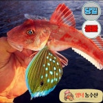 자연산 성대 생선 2kg 달갱이 승대 성대회 매운탕구이조림찜 : 영덕농수산