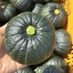 제주 미니밤호박 보우짱 단호박 5kg 10kg : 신선한 하루