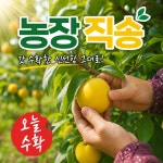 황귀비유도 복숭아 1kg 노란 천도복숭아 가정용 : 추억보관소