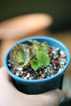 캠페리아 풀체라 메이슨 (랜덤배송) Kaempferia Pulchra Mason : 티스투