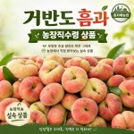 예약상품, 농장 직접 수령산애들 거반도 실속과1KG거반도 : 홍자매농원