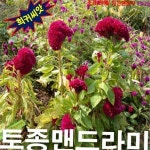 재배용 토종 맨드라미 씨앗 20립 파종용 맨드라미 씨앗 텃밭 화단 : 프리모 생활용품