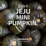 제주 미니 밤호박 단호박 보우짱 10kg, 1개 : 제주 조은농장