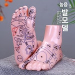 한의원 발 20cm 혈자리 마네킹 한의학 침술연습 발건강 경락 모형 15cm 제품 : 해구대구