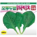 치커리종자 야채 채소 상추 텃밭 재배 실내 베란다 홈가드닝 : BASIC STORE