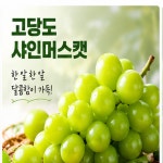 [한정수량] 하루 100박스만 초고당도 샤인머스캣 엄격선별 산지직송 프리미엄 포도 : 한들 유통