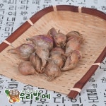 2026년 서산 황토밭 쪽파 종구 100g 농가직송 특품 씨종구 주말농장 텃밭 쪽파씨 : 우리밭에