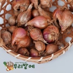 2026년 서산 황토밭 쪽파 종구 100g 농가직송 특품 씨종구 주말농장 텃밭 쪽파씨 : 우리밭에