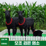 포토존 흑염소 가족 공원 유치원 펜션 조경 목장 대형 : 푸들앤베어