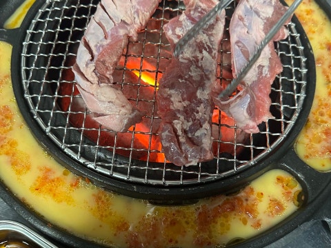 천근갈매기 사진 4