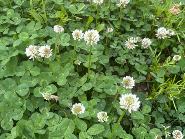 Hwadeokegogihanjeom 照片 6