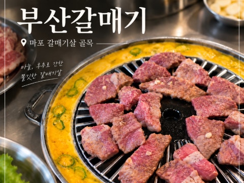 부산갈매기 사진 4