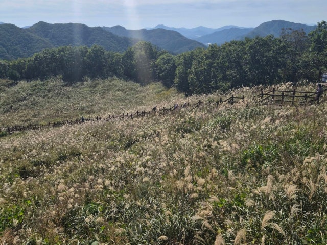 Jobaksadeunggalbi 照片 6