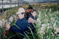 죽림난재배장 | 양난 수출로 부농의 꿈