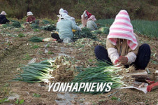 해남 대파 `금값'